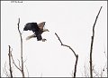 _2SB2475 american bald eagle